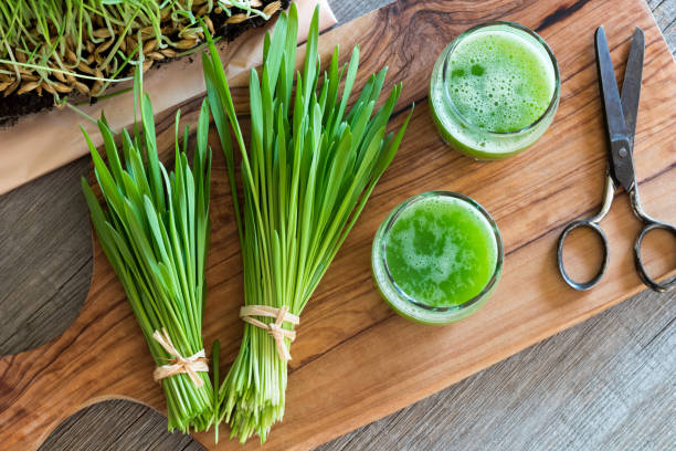 大麦草ジュースを 2 杯新鮮な大麦草を収穫 - wheatgrass alternative medicine detoxification juice ストックフォトと画像