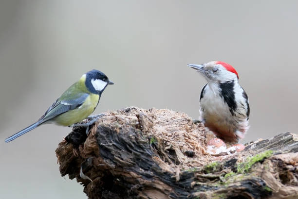 An unusual photo of a great tit and a middle spotted woodpecker together An unusual photo of a great tit and a middle spotted woodpecker together on the forest feeder the middle spotted woodpecker dendrocopos medius stock pictures, royalty-free photos & images