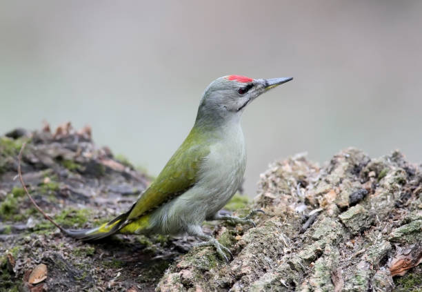 istock A male of grey woodpecker sits on the forest feeder isolatef on grey blurry background 881040402