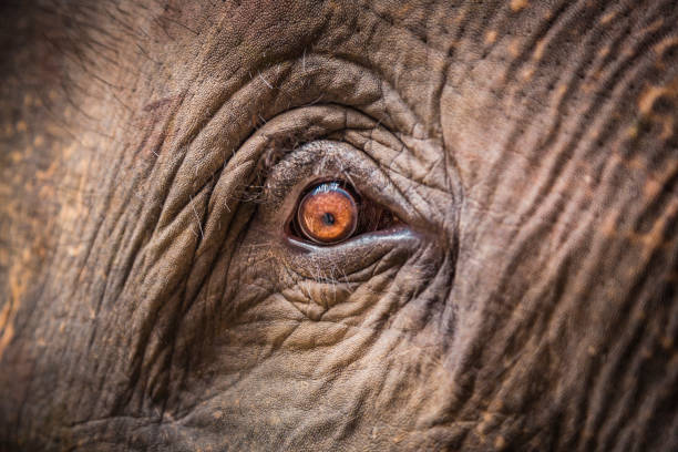 close up of African elephant (eye and trunk)