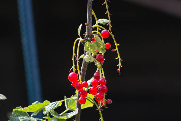 istock berries in a german cottage garden 881041562