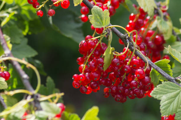 istock berries in a german cottage garden 881041570