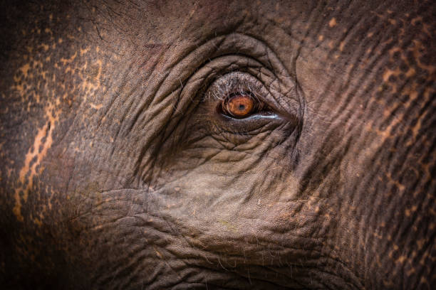 istock Detail of Elephant 881043850