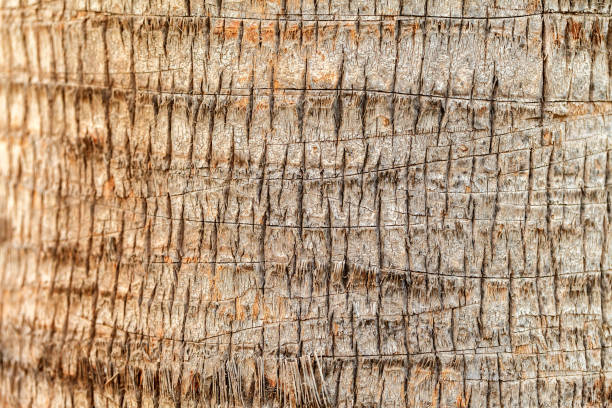 istock Texture of palm tree bark. Natural background 881048118