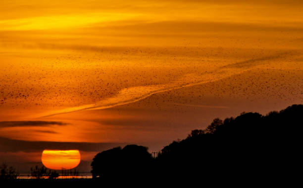 istock Murmuration at Dusk - the black dots are startlings 881049040