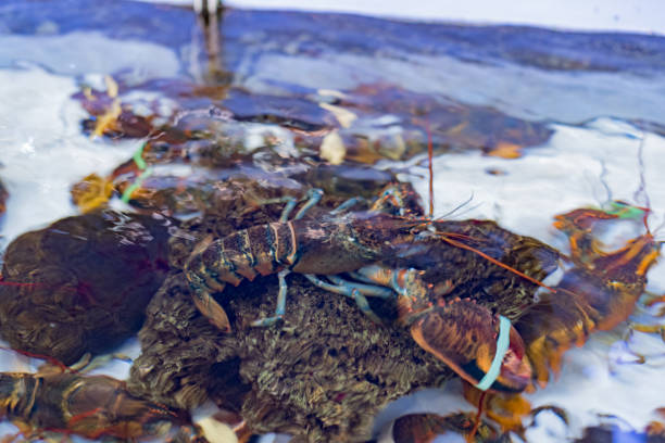 istock Fishery, Fresh Italian Fish. Blue fish. 881049358