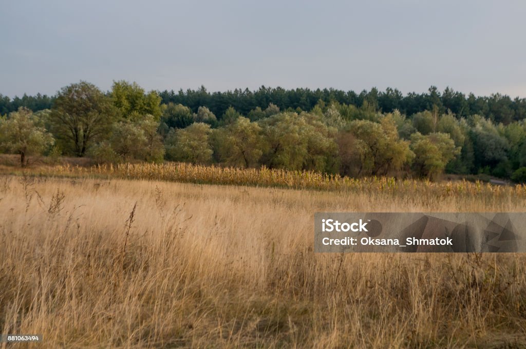 Сornfield in the early autumn. Dry plants around. Green trees far away. Morning Agricultural Field Stock Photo