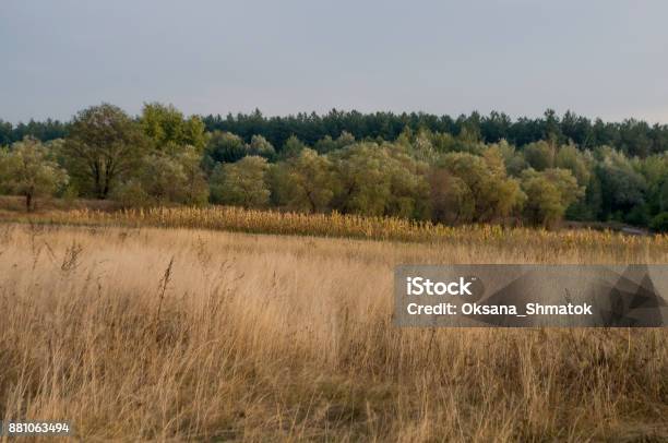 Сornfield In The Early Autumn Dry Plants Around Green Trees Far Away Morning Stock Photo - Download Image Now