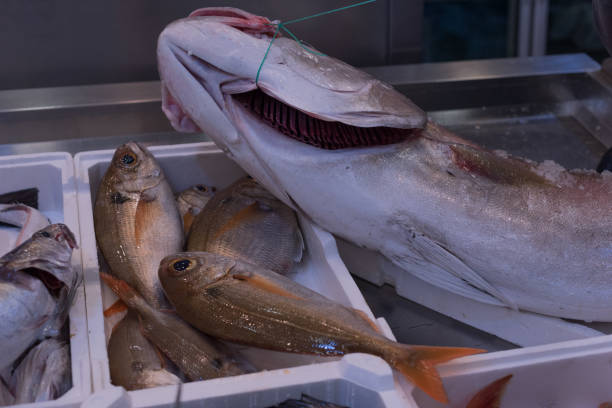 istock Fishery, Fresh Italian Fish. Blue fish. 881063502