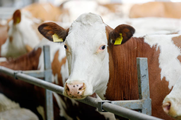 istock Dairy cow in a farm cowshed 881063654