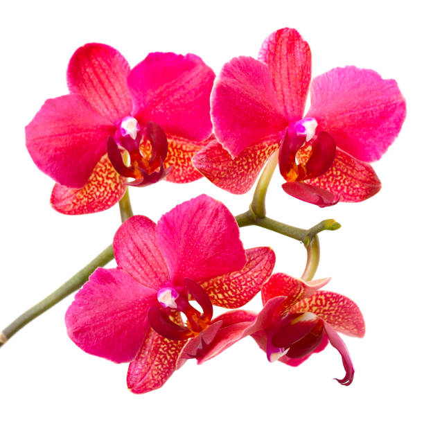 istock Purple orchid isolated on white background 881063710