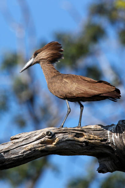 istock Hammerkop - Chobe National Park - Botswana 881064180