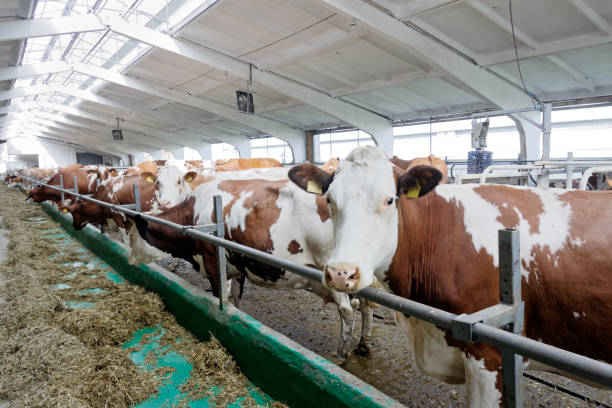 istock Dairy cows in a farm cowshed 881064512
