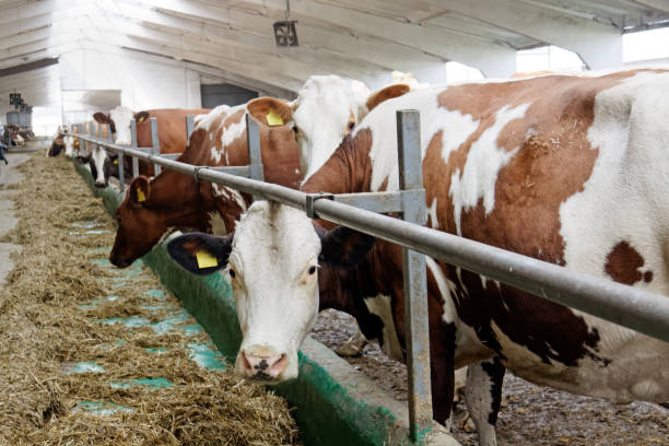 istock Dairy cows in a farm cowshed 881064556