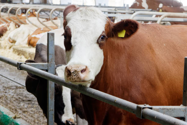 istock Dairy cow in a farm cowshed 881064646