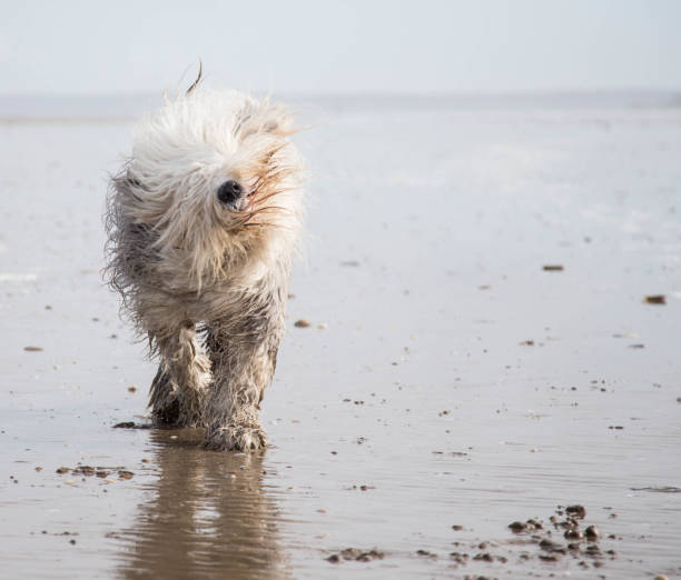 Old English Sheepdog playing on beach