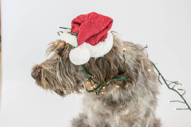 istock wire-haired pointing griffon ready for christmas 881067118