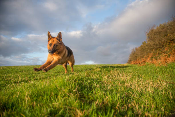 istock Playful Pets - German Shepherd Dog playing 881067916