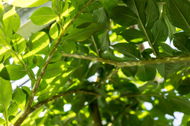istock leaf leaves of amorphopallus konjac also known as devils tongue from japan 881073430