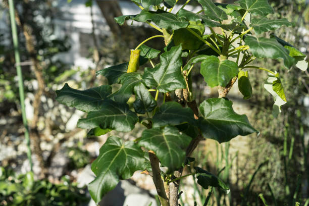 gros plan d’uncarina stellulifera plante de madagascar - flower head botany florist forest photos et images de collection