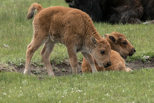 American Bison babies with their umbilical cords still attached