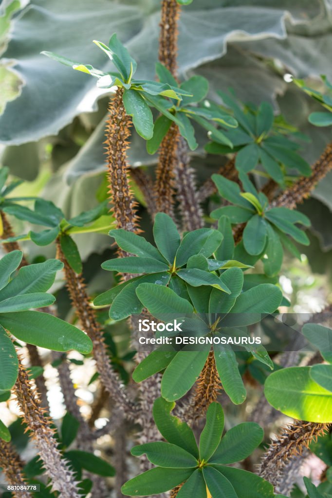 leaves and trunk of oeceoclades decaryana plant from africa leaves and trunk of oeceoclades decaryana plant from africa in garden Africa Stock Photo