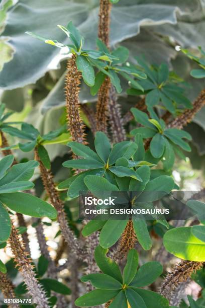 Leaves And Trunk Of Oeceoclades Decaryana Plant From Africa Stock Photo - Download Image Now