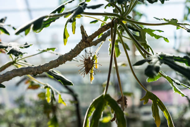 잎 및 그린 하우스에서 uncarina roeoesliana의 트렁크 - flower head botany florist forest 뉴스 사진 이미지