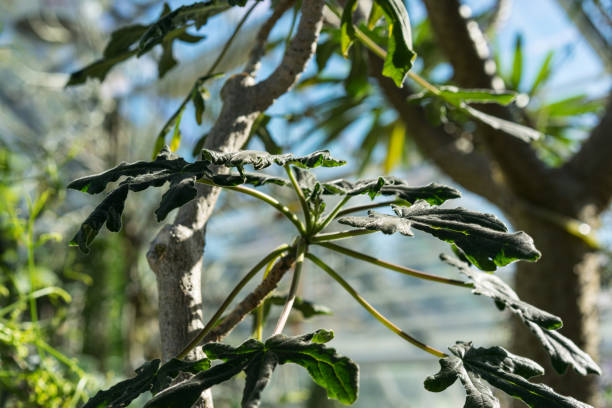 feuilles et le tronc d’uncarina roeoesliana dans la maison verte - flower head botany florist forest photos et images de collection