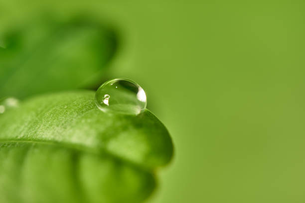 istock Plant list with a drop of water 881089890