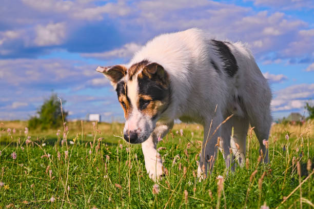 istock A dog mongrel walks in a meadow 881090454