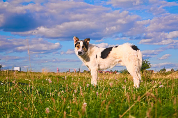 istock A dog mongrel walks in a meadow 881090472