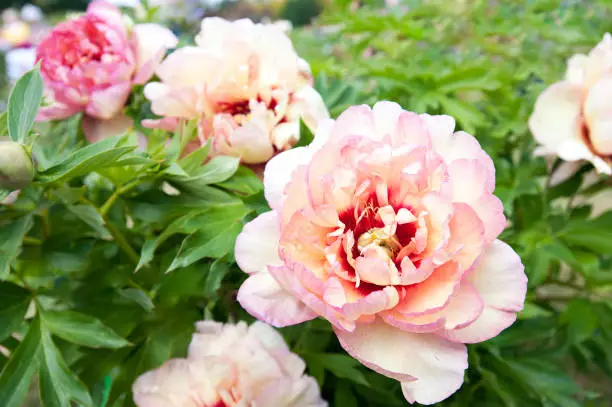 Beautiful creamy color Callie's Memory Paeoni peony blossoming flowers in garden. Horizontal Outdoors summertime vibrant image.