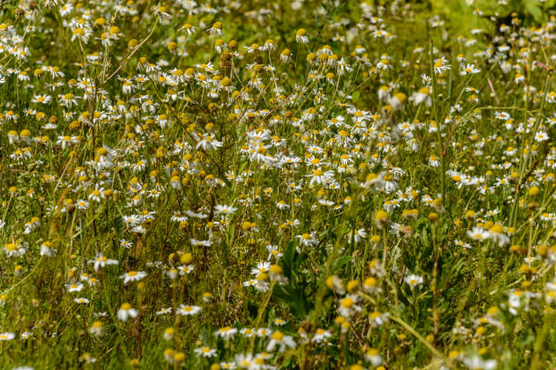 istock summer flowers on green background 881092836