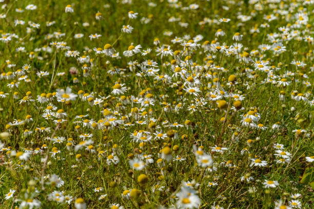 istock summer flowers on green background 881093292