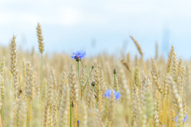 A crop of wheat and cornflower Centaurea cyanus in a field in North Yorkshire on a sunny day in July, England, United Kingdom