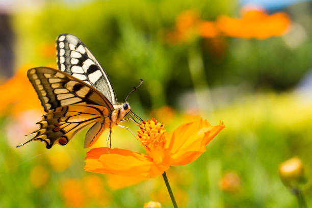 istock Closeup butterfly on flower 881095792