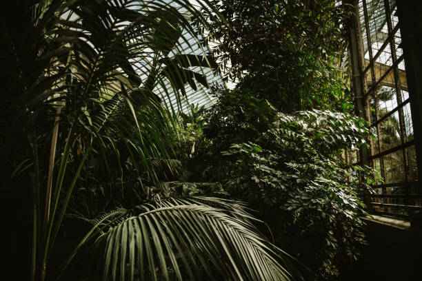 istock Luxury private tropical garden with palms 881096048