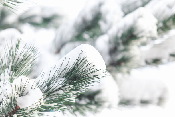 istock Snow lies on pine branch close up 881096884