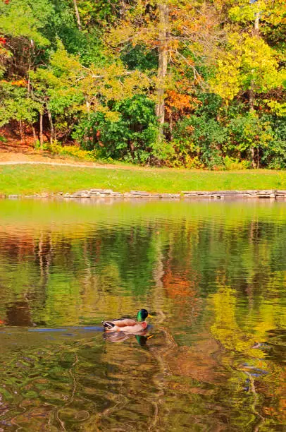 Male mallard duck swimming in fall color reflections in creek water in Jackson Park, Peterborough, Ontario, Canada