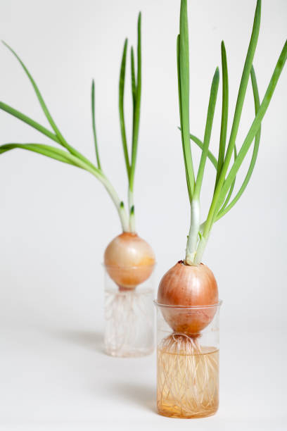 istock Two onions with green stems growing in transparent flasks 881111424