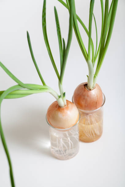 istock Two onions with green stems growing in transparent flasks 881111456