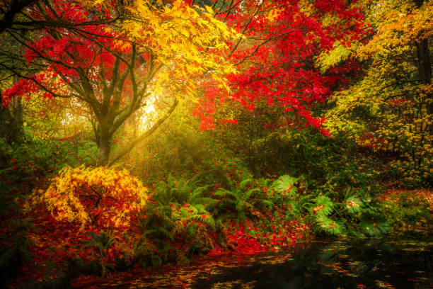 istock Dreamy fall foliage landscape in Seattle 881111832
