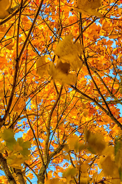 istock Beautiful bright autumn tree with colorful leaves on blue sky background in Lithuania. View from the bottom to the top 881114676