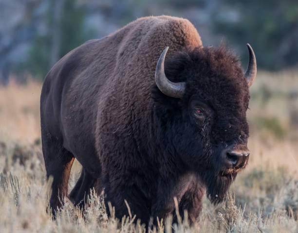 istock American Bison with Injured Eye 881117230