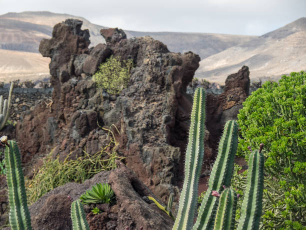 istock the island of lanzarote 881118282