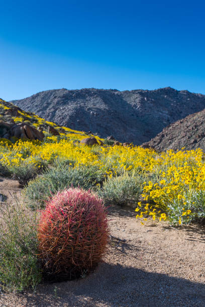 istock California Barrel Cactus Sits Below Clear Blue Sky 881120918