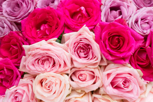 istock Violet and pink blooming roses 881121714