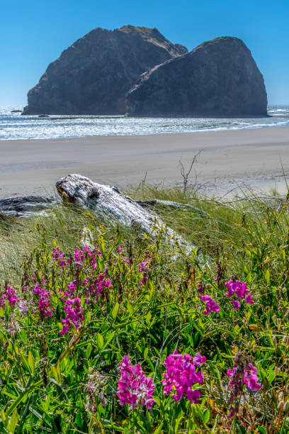 Driftwood Sits Among Flowers on Meyers Beach on southern Oregon coast