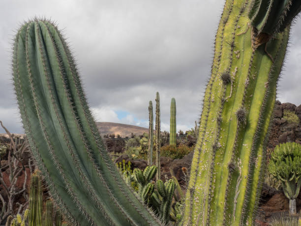 istock the island of lanzarote 881127596